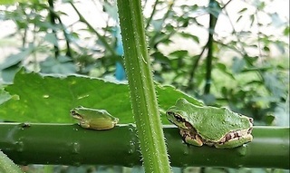two frogs.jpg